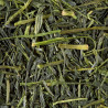 SENCHA TENSU